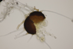 Erysiphe palczewskii