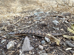 Elgaria multicarinata multicarinata