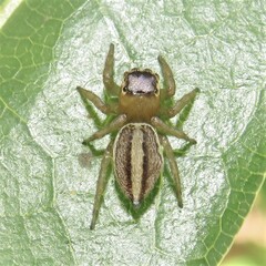 Maratus scutulatus