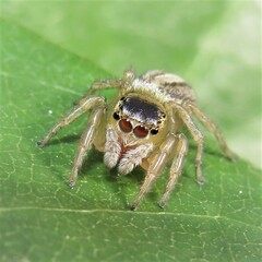 Maratus scutulatus