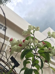 Clerodendrum thomsoniae