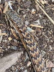 Elgaria multicarinata multicarinata