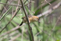 Cisticola exilis