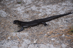 Egernia kingii