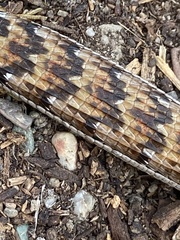 Elgaria multicarinata multicarinata