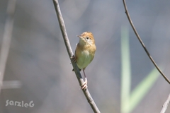 Cisticola exilis
