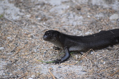 Egernia kingii