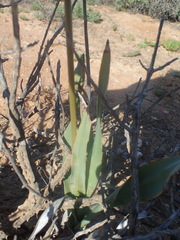 Chlorophytum crassinerve