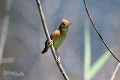 Cisticola exilis