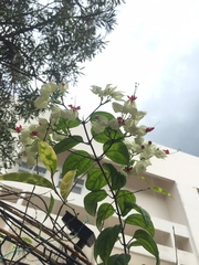 Clerodendrum thomsoniae