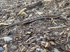 Elgaria multicarinata multicarinata