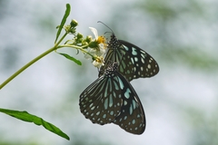Tirumala limniace limniace