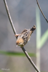 Cisticola exilis