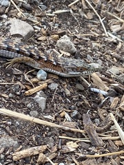 Elgaria multicarinata multicarinata