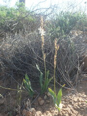 Chlorophytum crassinerve