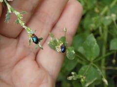 Gastrophysa polygoni