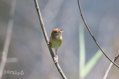 Cisticola exilis