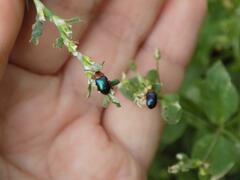 Gastrophysa polygoni