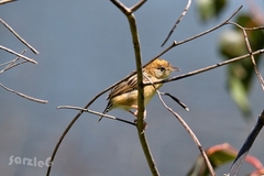 Cisticola exilis