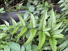 Coniogramme intermedia