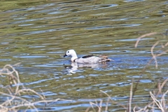 Nettapus coromandelianus