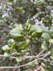 Aceria mackiei