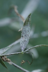Erysiphe trifoliorum
