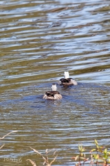 Nettapus coromandelianus