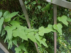 Cocculus orbiculatus