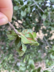 Aceria mackiei