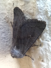 Xylenini