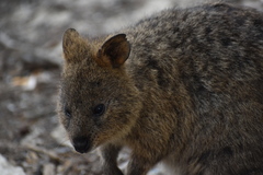 Setonix brachyurus