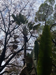 Ravenala madagascariensis