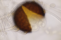 Erysiphe palczewskii