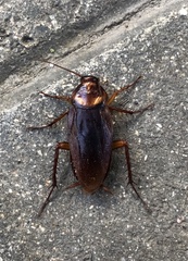 Periplaneta americana