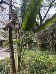 Ravenala madagascariensis