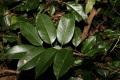 Mischocarpus pyriformis