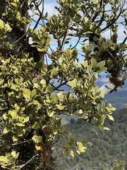 Phyllocladus alpinus