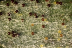 Erysiphe trifoliorum