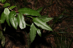 Diospyros pentamera