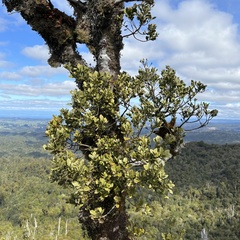 Phyllocladus alpinus
