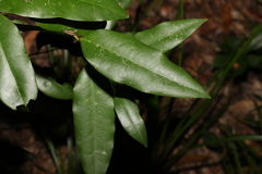 Diospyros pentamera