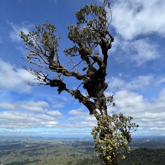 Phyllocladus alpinus