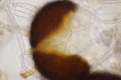 Erysiphe palczewskii
