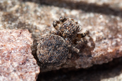 Aelurillus cristatopalpus