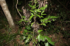 Diospyros pentamera