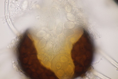 Erysiphe palczewskii