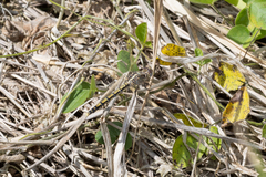 Orthetrum caledonicum