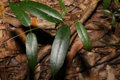 Parsonsia rotata