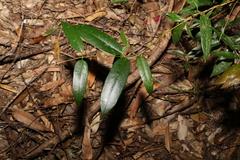 Parsonsia rotata